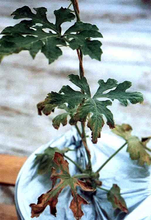 下位葉、葉縁部の黄化症状〜褐色斑