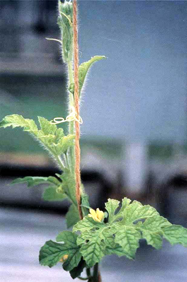 上位葉の黄化症状