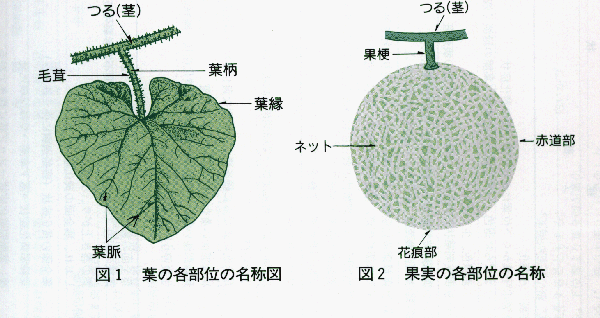 メロン各部位の名称