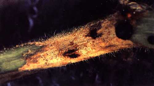病斑上の黒色小粒点（つる枯病の柄子殻）密生