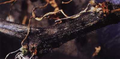 茎部の古病斑の黒色小粒点の密生