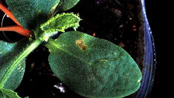 子葉に発生した褐色病斑