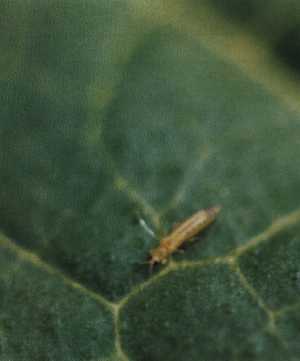 葉上のアザミウマの成虫