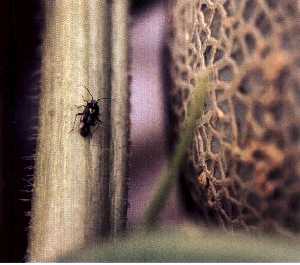 葉柄上のマキバメクラガメの成虫