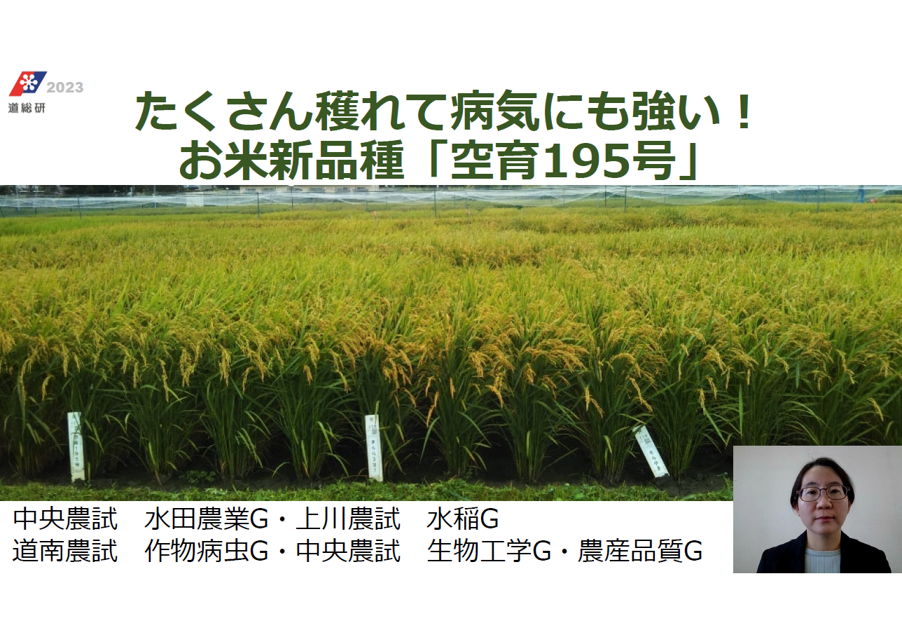 たくさん獲れて病気にも強い！お米新品種「空育195号」