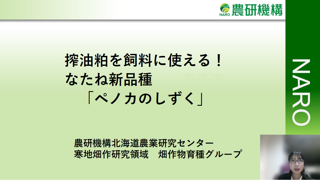 飼料粕を飼料に使える！なたね新品種「ペノカのしずく」