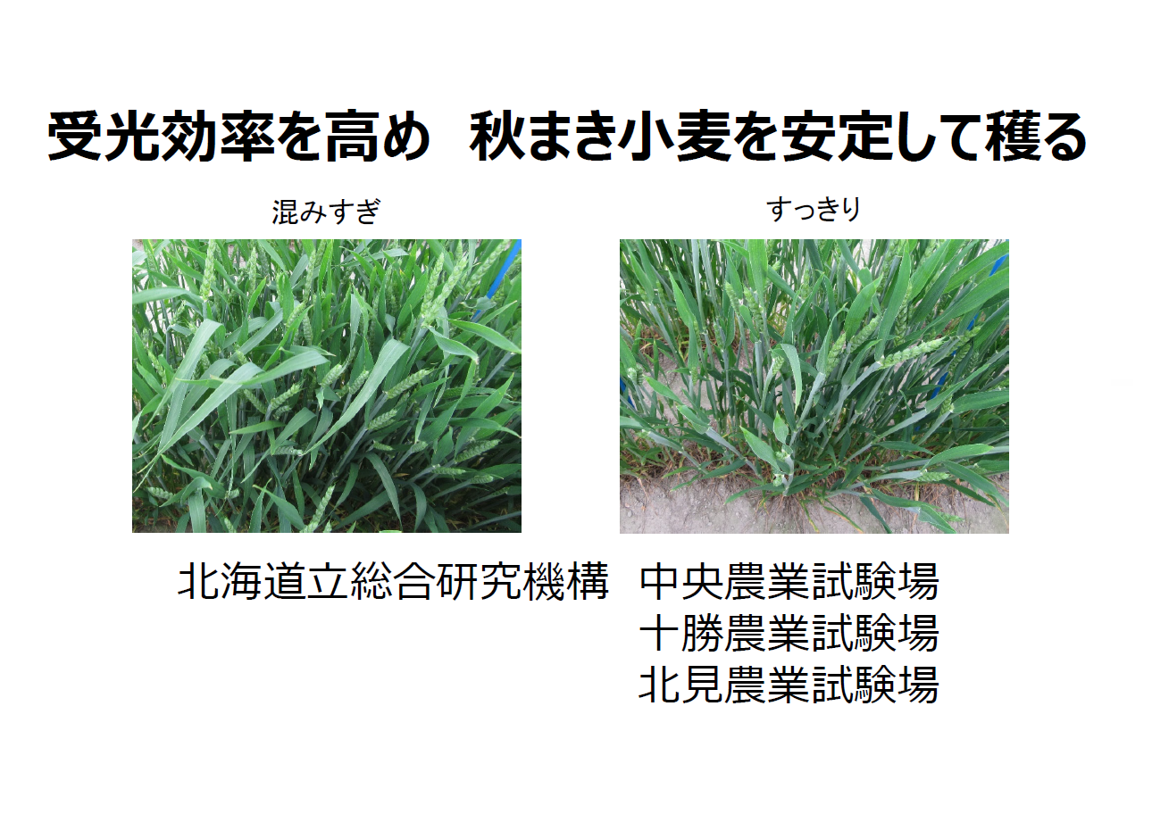 受光効率を高め　秋まき小麦を安定して獲る