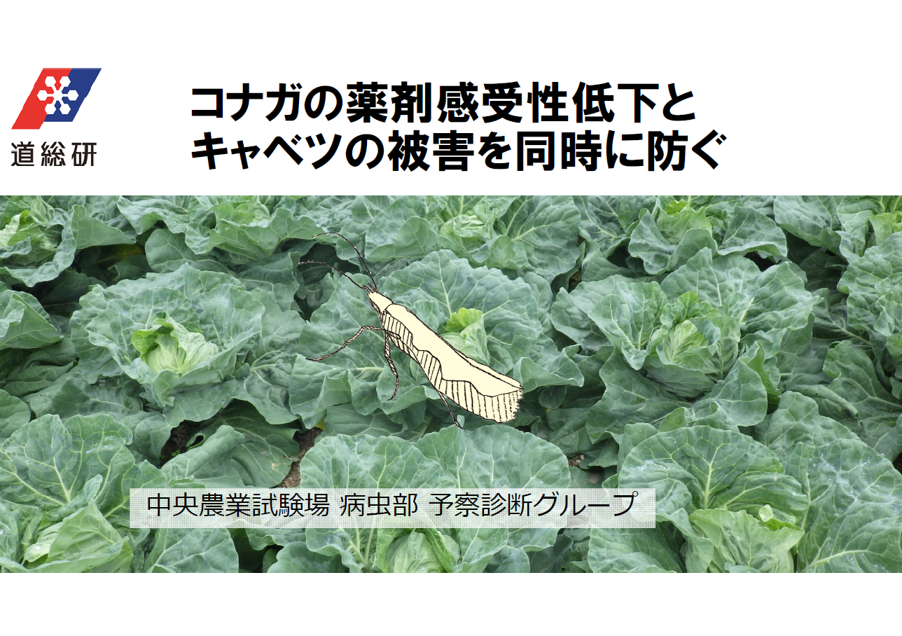 コナガの薬剤感受性低下とキャベツの被害を同時に防ぐ