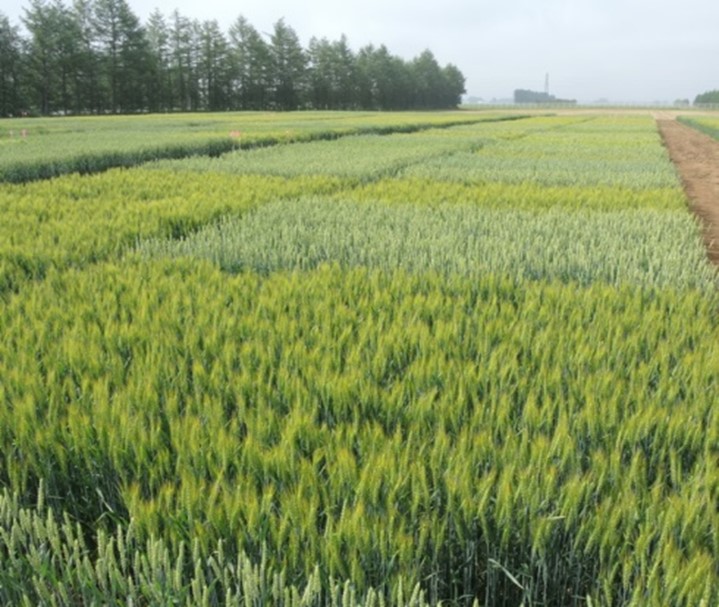 小麦の系統適応性試験写真