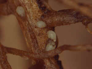 写真：インゲンマメの根に寄生したダイズシストセンチュウ雌成虫