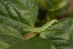 写真：小豆の葉を食害するツメクサガ幼虫
