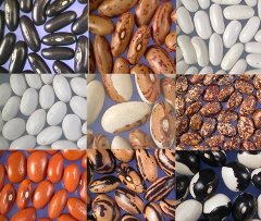 写真：さまざまな菜豆類の種皮色と模様