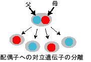 分離の説明