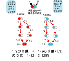 近交係数の説明１