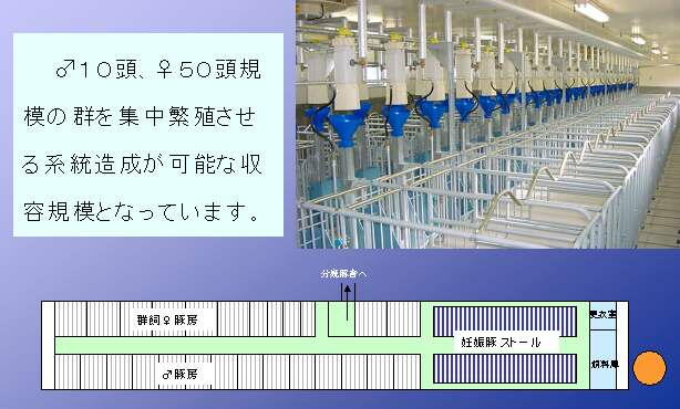 繁殖豚舎の配置図