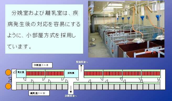 試験豚舎の配置図