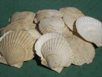 ホタテ貝殻の写真