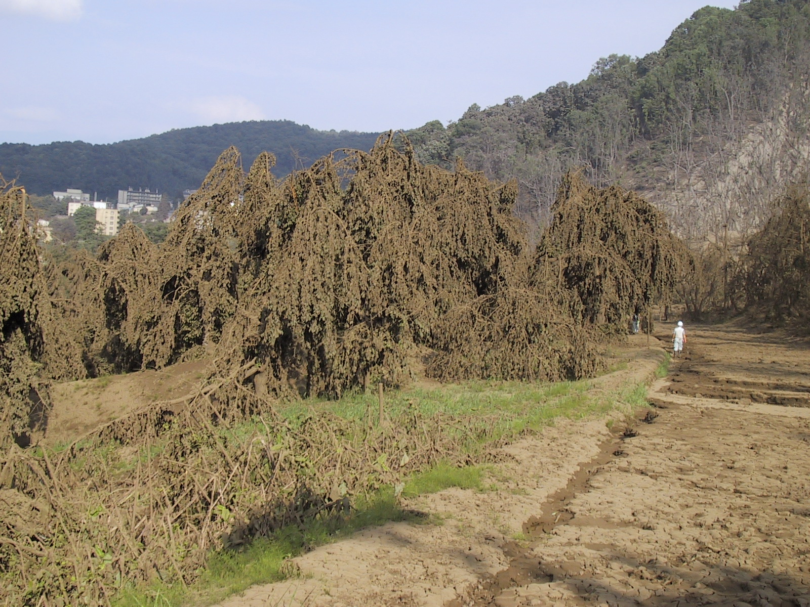 金比羅火口付近のサクラ植栽地