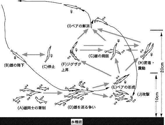 シラウオのペアの形成