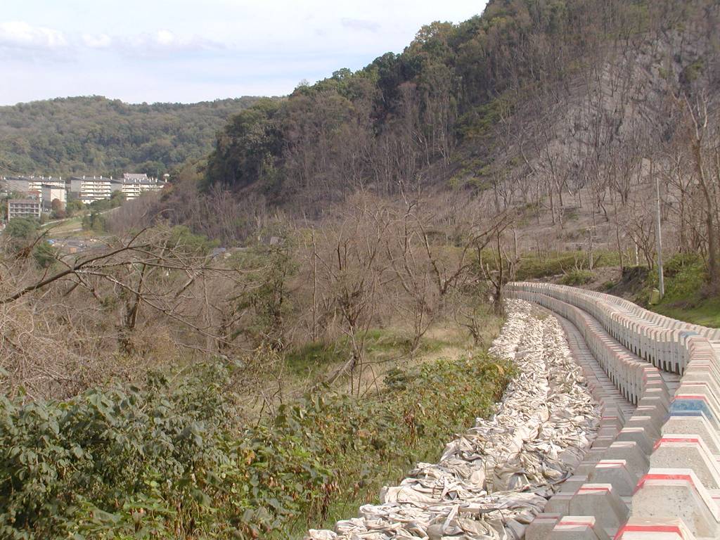 金比羅火口付近のサクラ植栽地