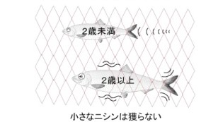 小さなニシンは獲らない図