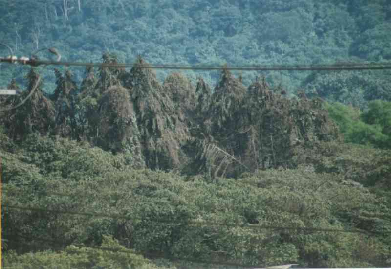火山灰を被ったトドマツ人工林