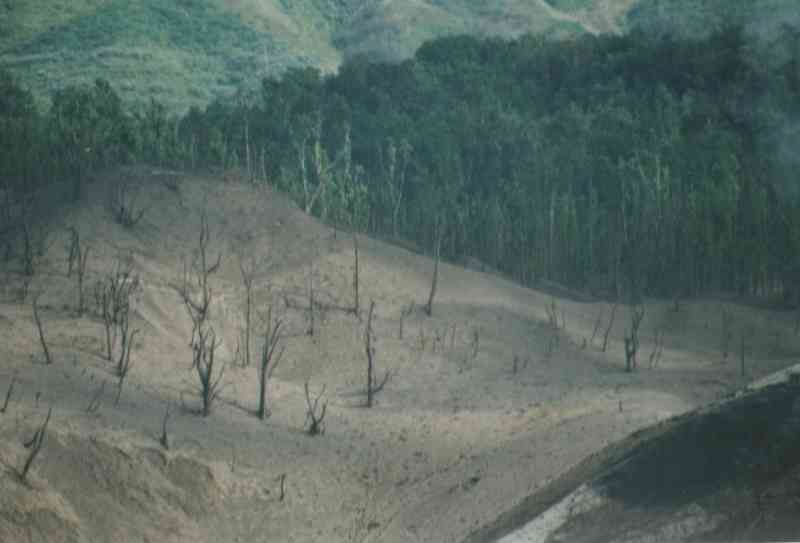 金比羅火口付近の激害林分
