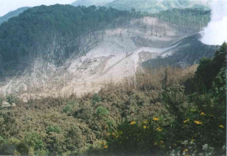 金比羅火口北西斜面の激害林分