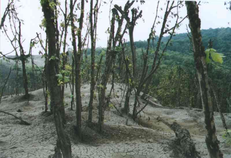 広葉樹天然林の激害林分