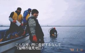 こんなに浅い所に産卵するなんて