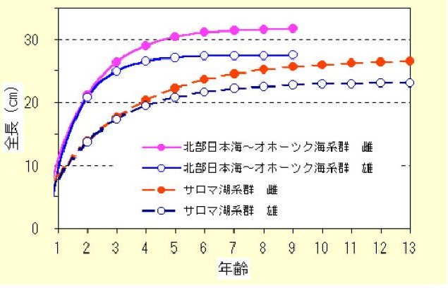 クロガシラガレイ系群別の成長曲線  雌雄別