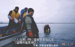 こんな浅い所に産卵するなんて(留萌塩見)