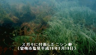 スガモに付着したニシン卵(留萌塩見)