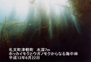 礼文町津軽町 ホッカイモクとウガノモクからなる海中林