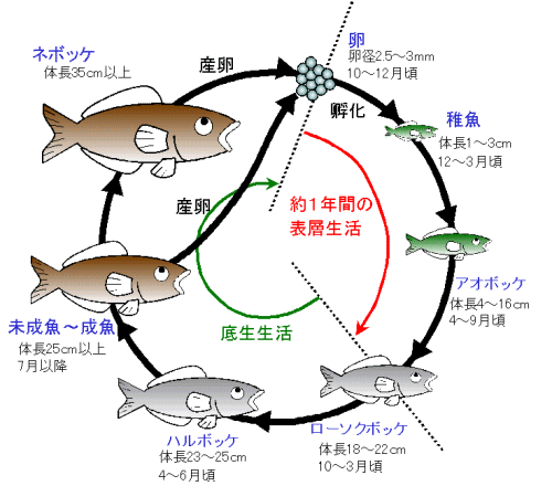 生活環