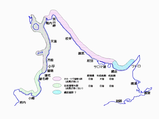 マガレイ分布図