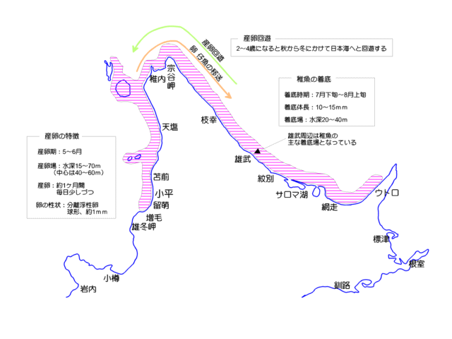 オホーツク海育ち群について