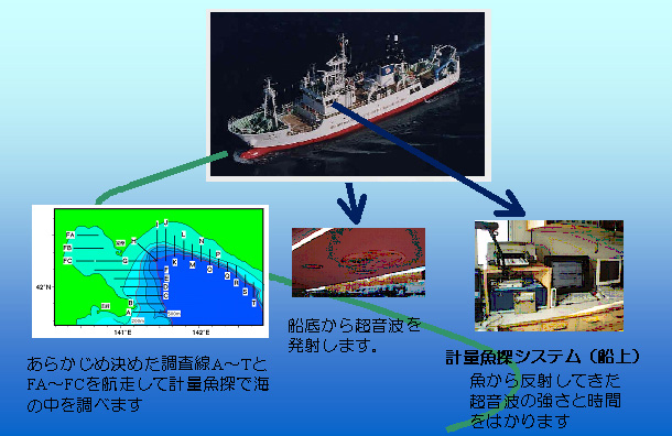 スケトウダラ資源調査の様子