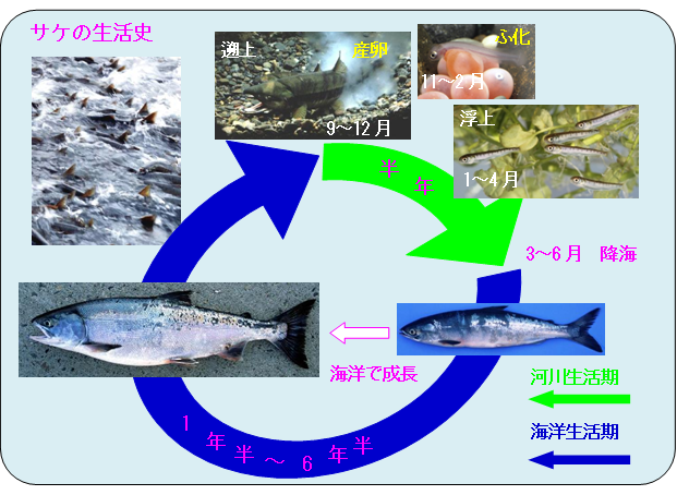 サケの生活史
