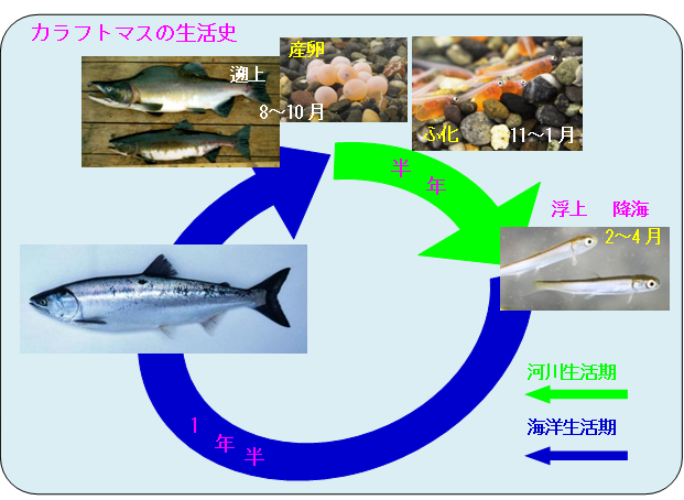 カラフトマスの生活史