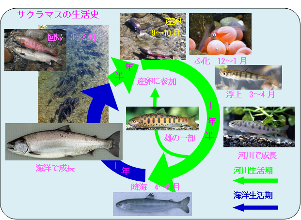 サクラマスの生活史