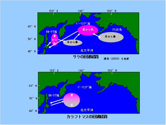 サケ、カラフトマスの回遊経路