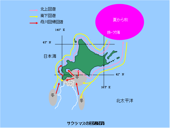 サクラマスの回遊経路