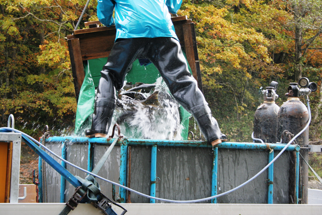 サケ親魚を運搬する写真です