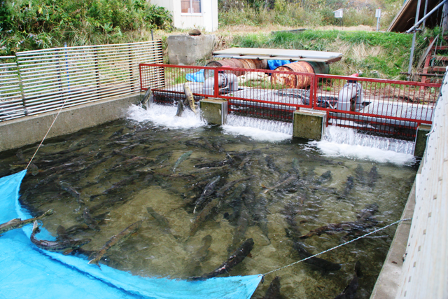 蓄養池の写真です