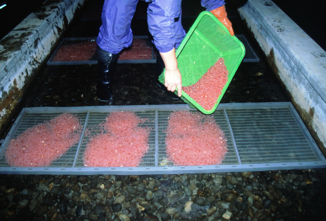 養魚池へを発眼卵を散布する写真です