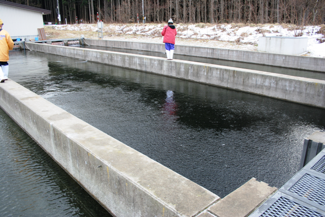 養魚池での給餌の写真です