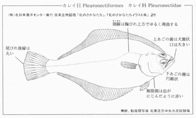 アカガレイ