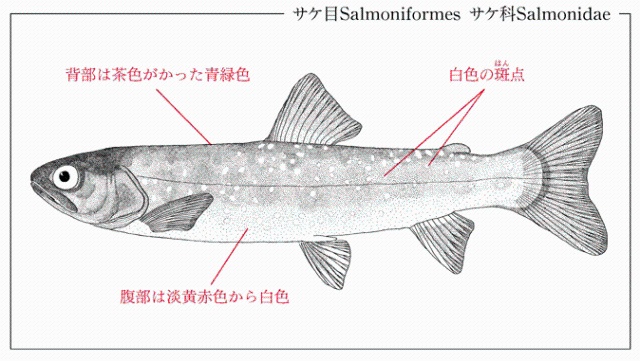 アメマス