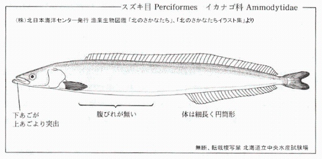 イカナゴ